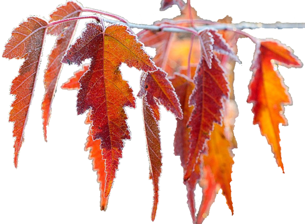 Осенняя ветка на прозрачном фоне