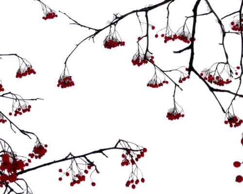 Рябина на белом фоне