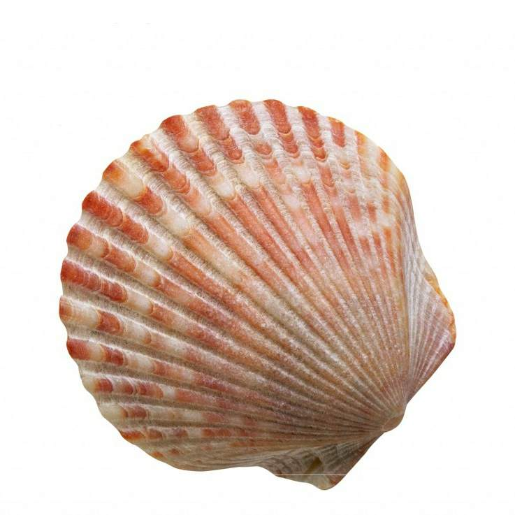 Scallop Shell раковина