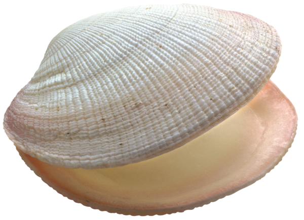 Беззубка жемчуг