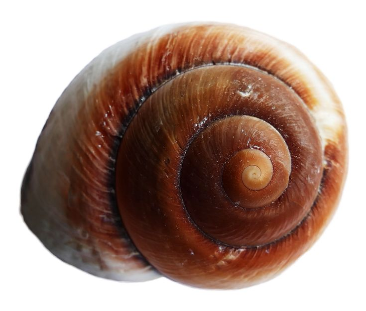 Раковина морской улитки