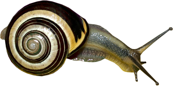 Улитка на прозрачном фоне