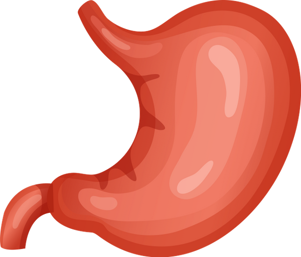 Желудок вектор