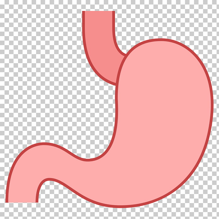 Желудок без фона