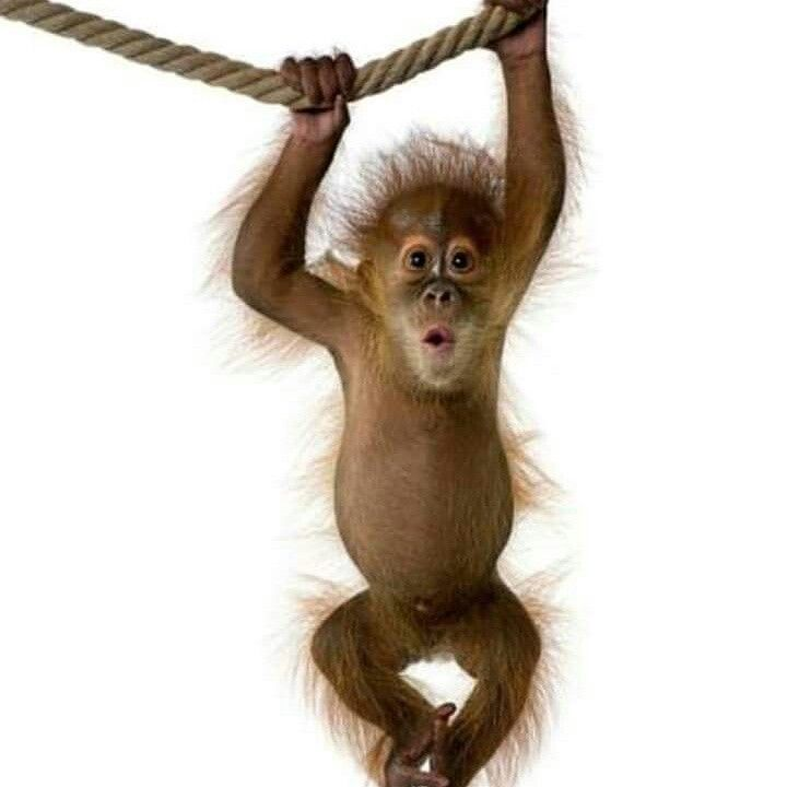 Обезьяна без фона