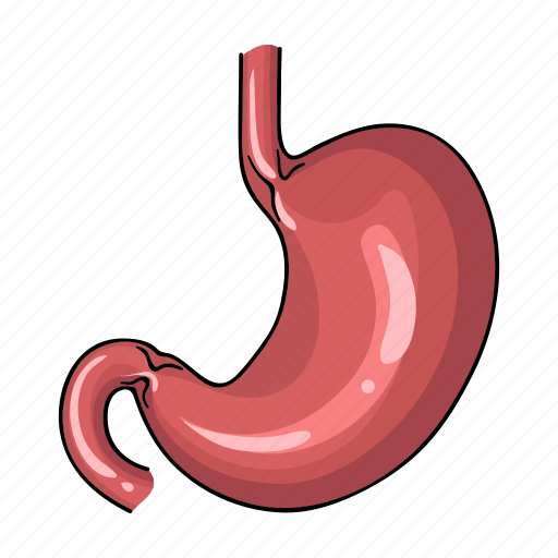 Желудок на белом фоне