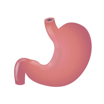 Желудок рисунок