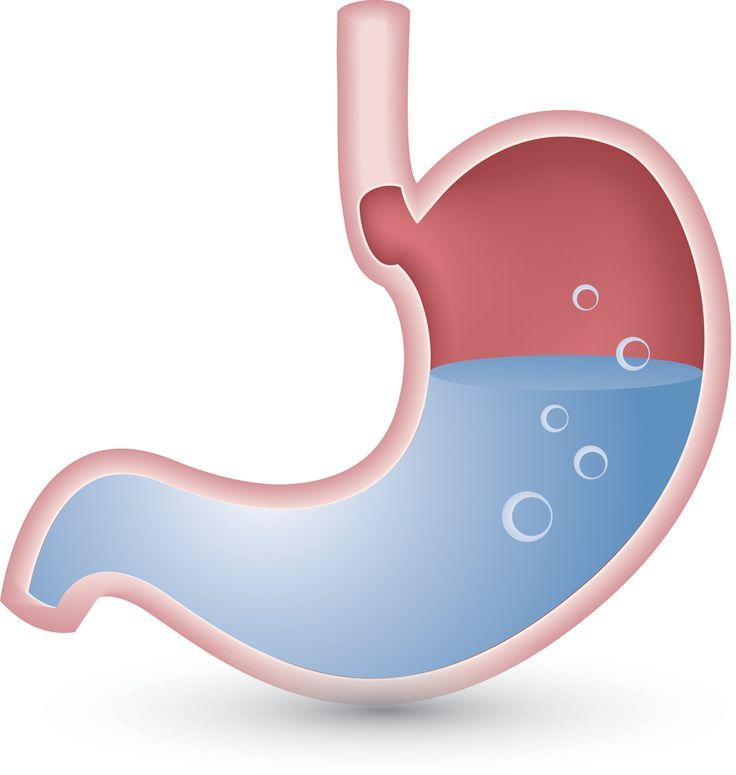 Желудок на белом фоне