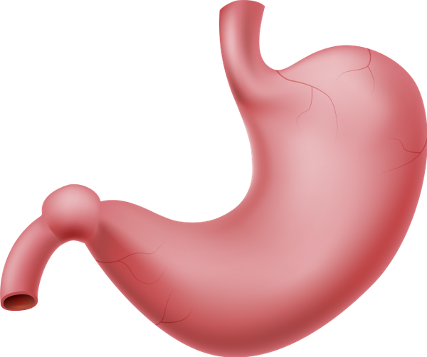 Желудок на белом фоне