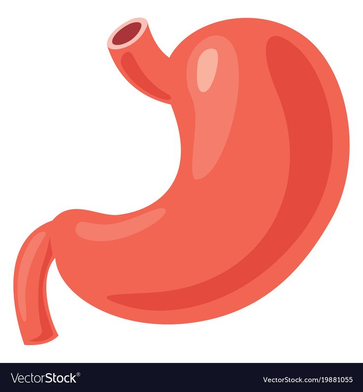 Желудок нарисовать