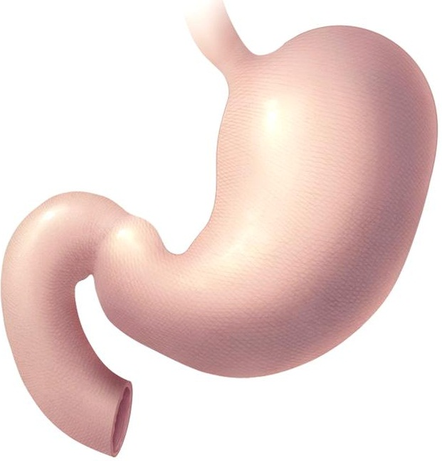 Желудок без фона