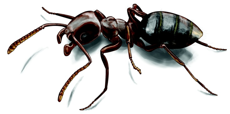 Муравей на прозрачном фоне