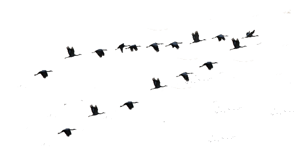 Клин журавлей вектор