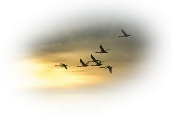 Птицы улетают