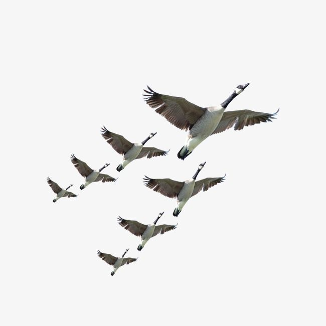 Птицы улетают на Юг на прозрачном фоне