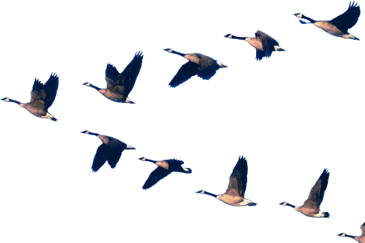 Птица летит