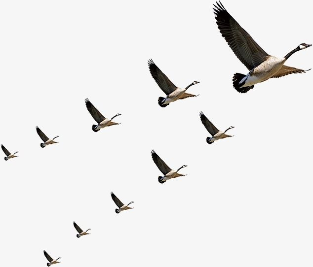 Птицы улетают