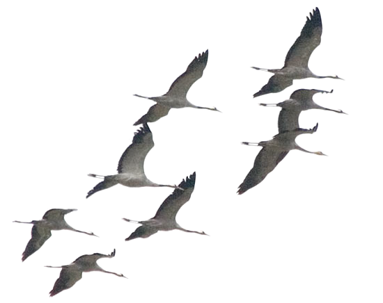 Стая журавлей