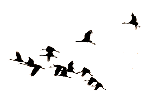 Клин птиц на прозрачном фоне