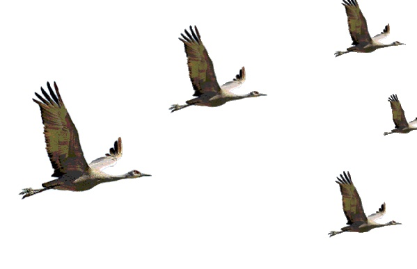 Птицы улетают на прозрачном фоне