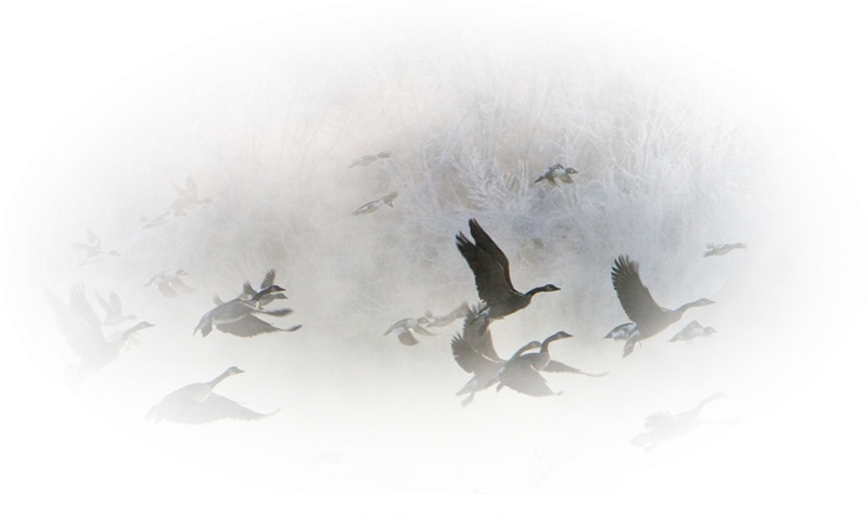 Птицы улетают