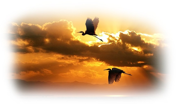 Летят Журавли