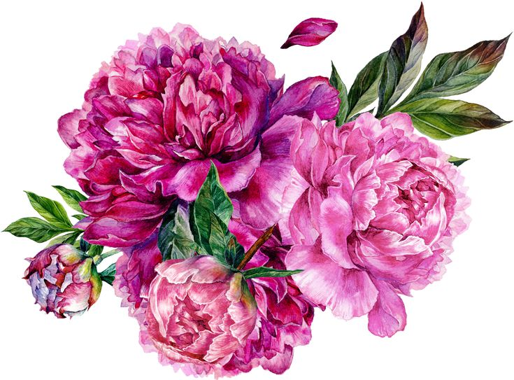 Пиони Пинк / Peony