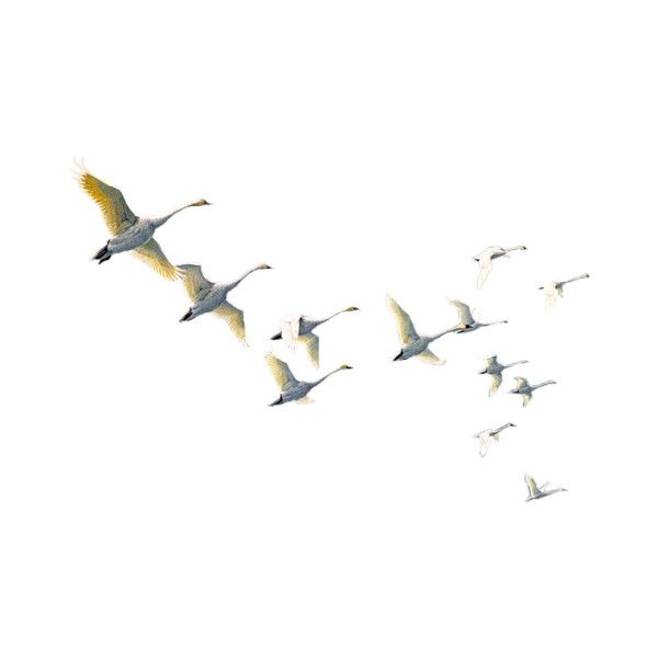 Птицы улетают на прозрачном фоне