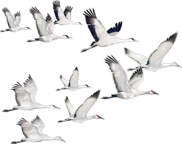 Стая птиц на белом фоне