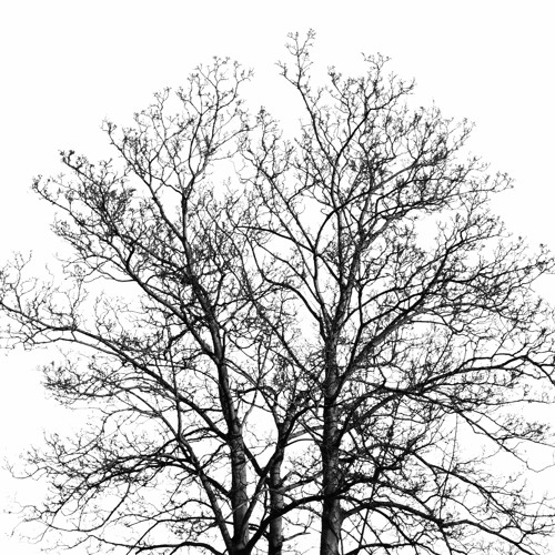 Голое дерево на прозрачном фоне