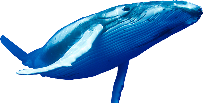 Синий кит