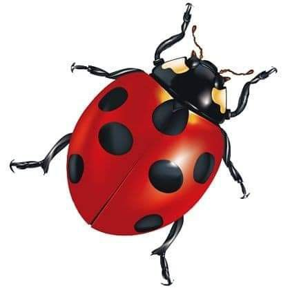 Божьи коровки