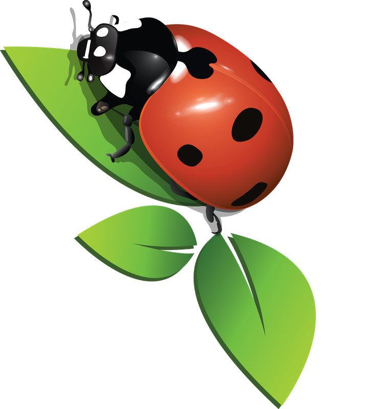 Божья коровка на белом фоне