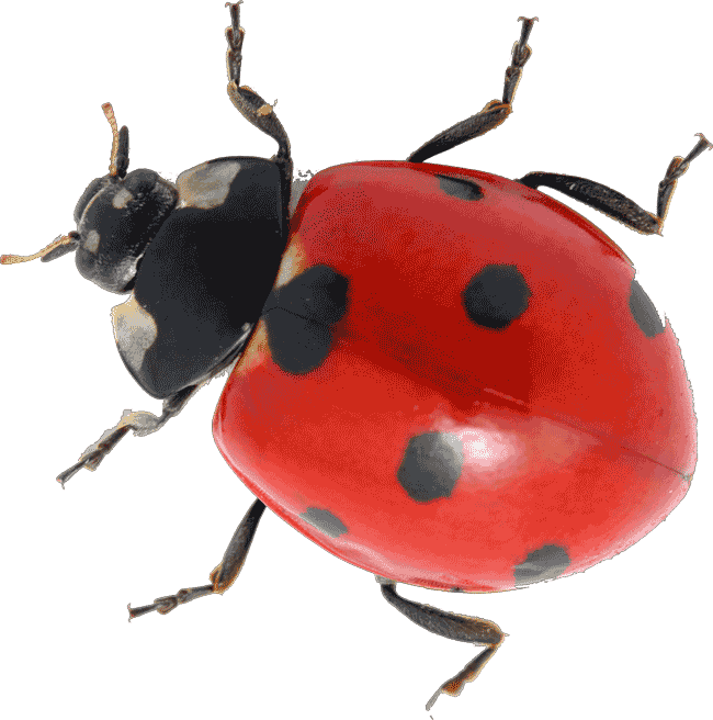 Ladybug Божья коровка