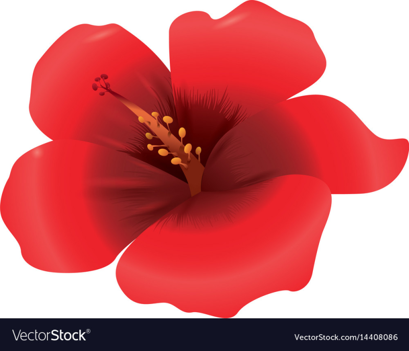 Цветы на прозрачном фоне