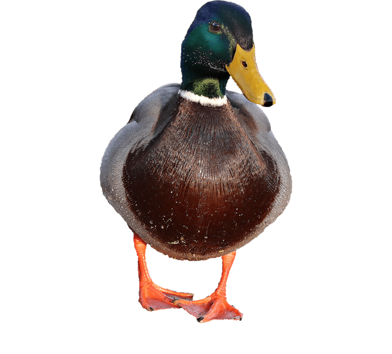 Утка на прозрачном фоне