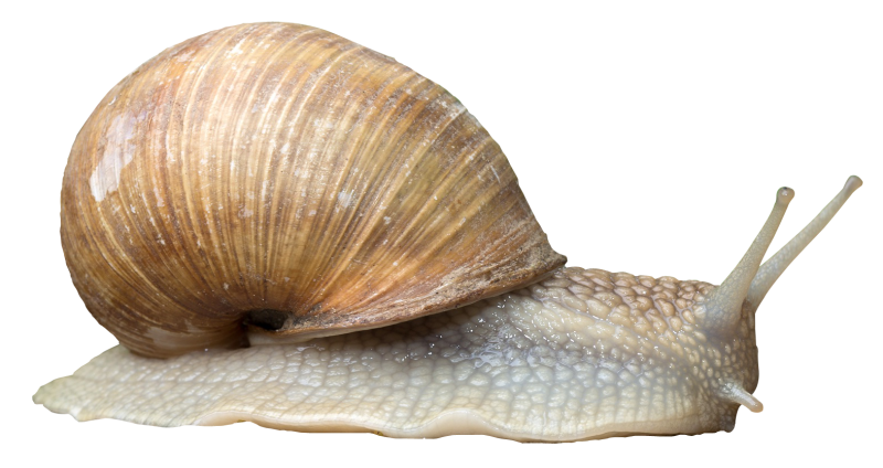 Морские брюхоногие моллюски