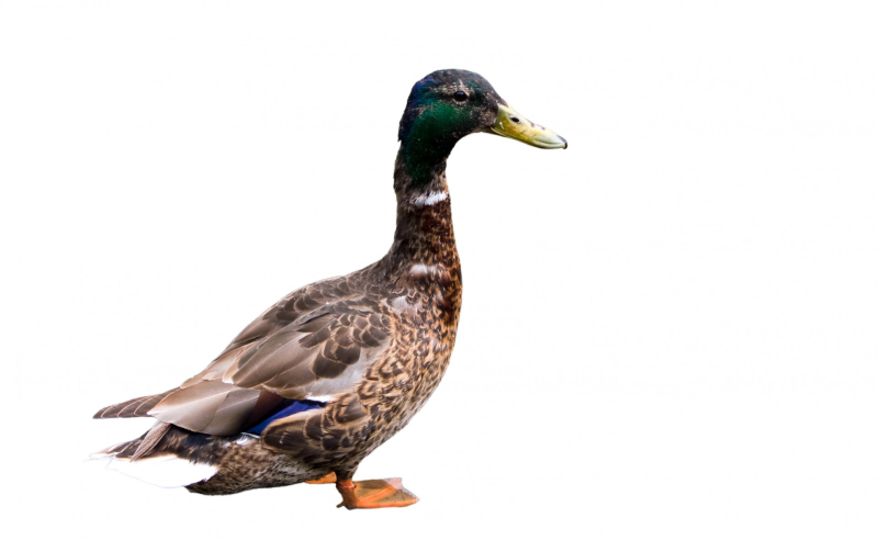 Утка кряква на белом фоне