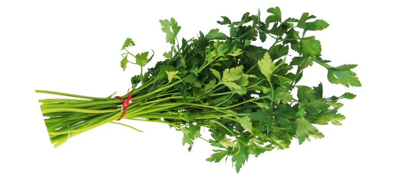 Кинза петрушка укроп лук