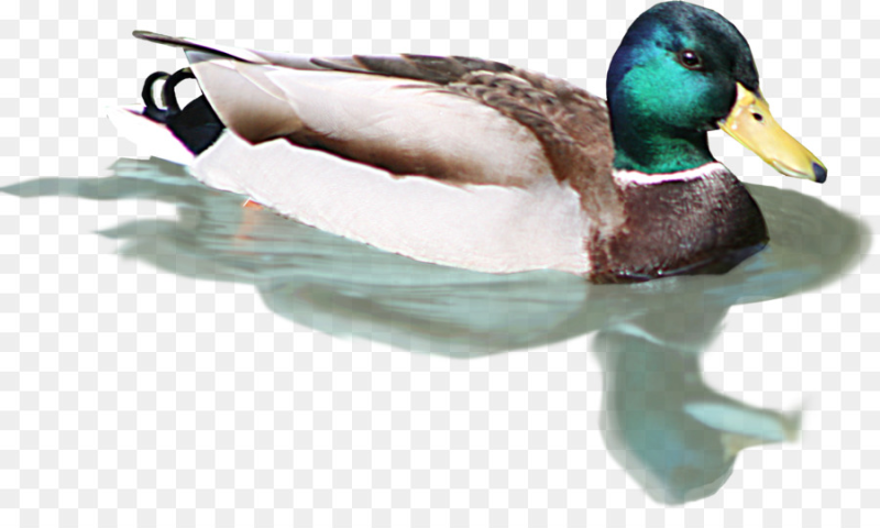 Уточка на белом фоне