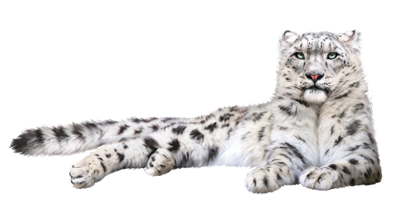 Снежный Барс фон