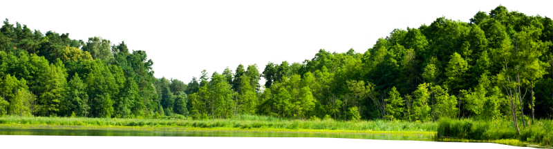 Лес на прозрачном фоне