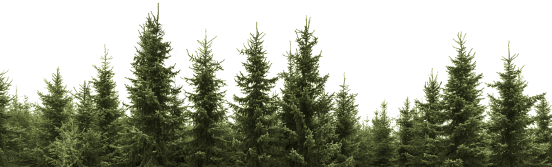 Верхушки деревьев Тайга