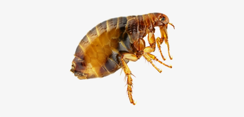 Блоха без фона