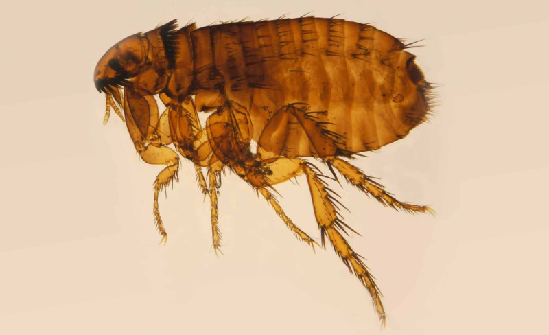 Блоха на белом фоне