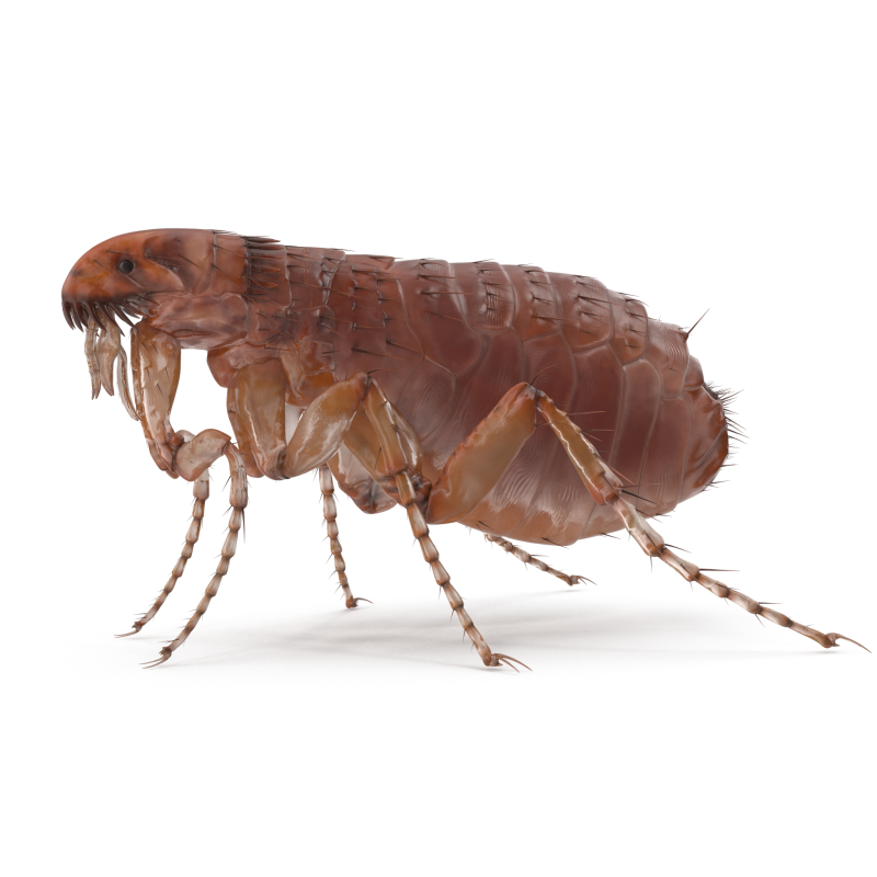 Блоха картинка