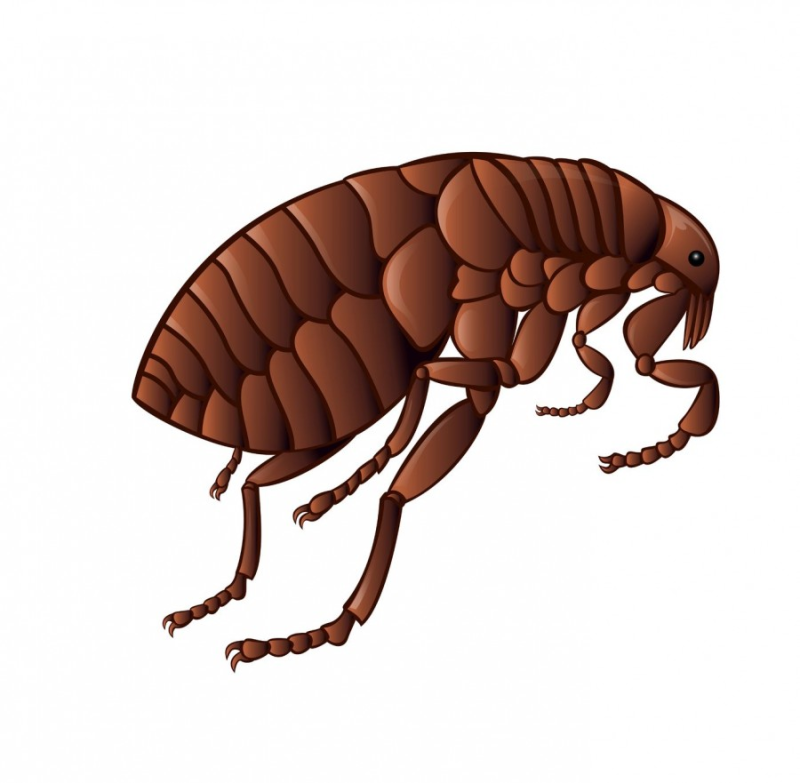 Блоха рисунок для детей