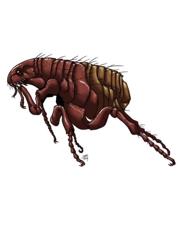 Блоха без фона