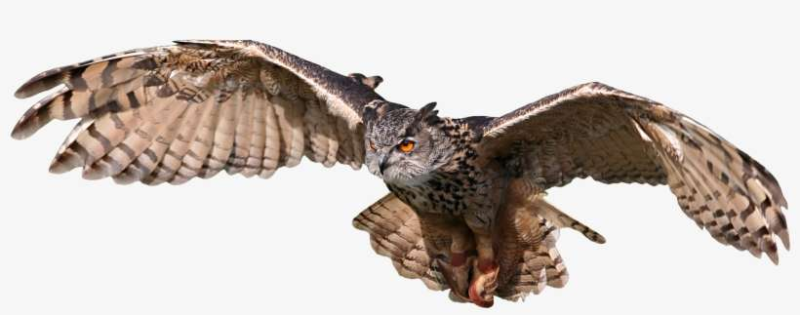 Сова на прозрачном фоне