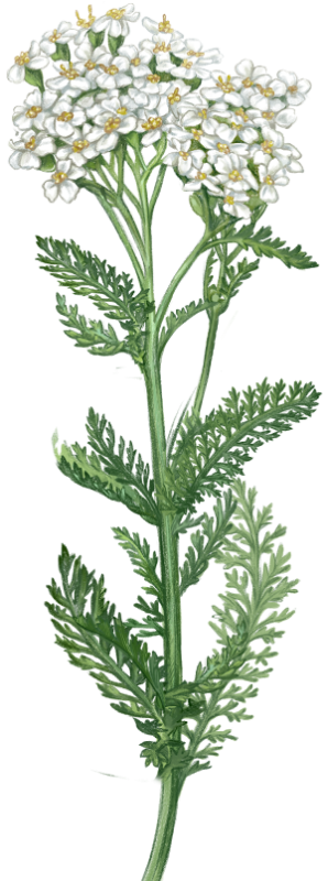 Тысячелистник обыкновенный белый